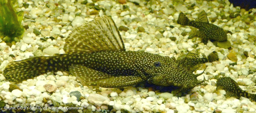 Antennenwels (Ancistrus cirrhosus)