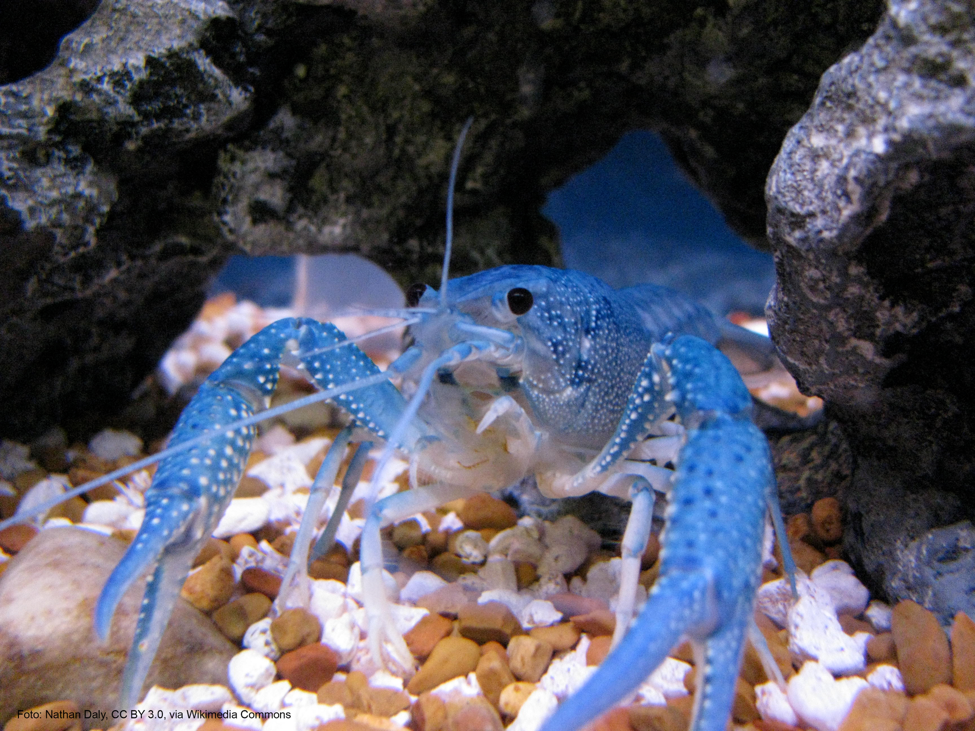 Blauer Floridakrebs (Procambarus alleni)