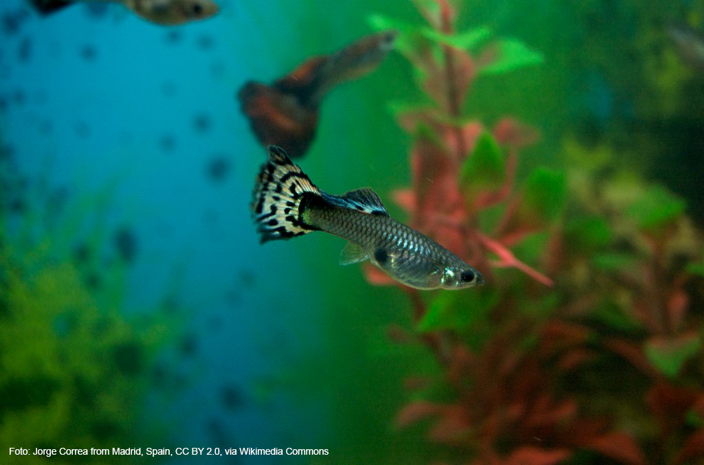 Guppy Hembra Leopardo (Poecilia reticulata)