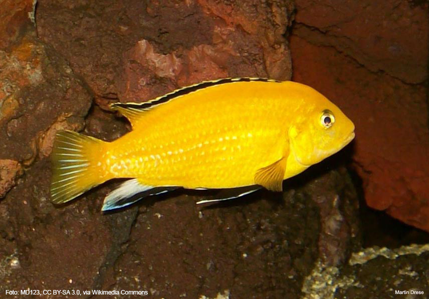 Gelber Malawibuntbarsch (Labidochromis caeruleus yellow)