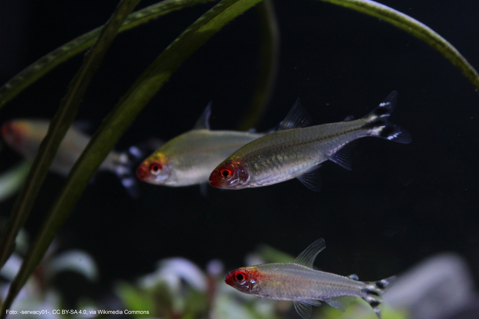 Ahls Rotmaulsalmler (Petitella rhodostoma)