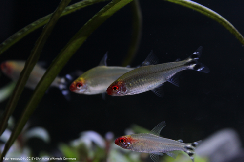 Ahls Rotmaulsalmler (Petitella rhodostoma)