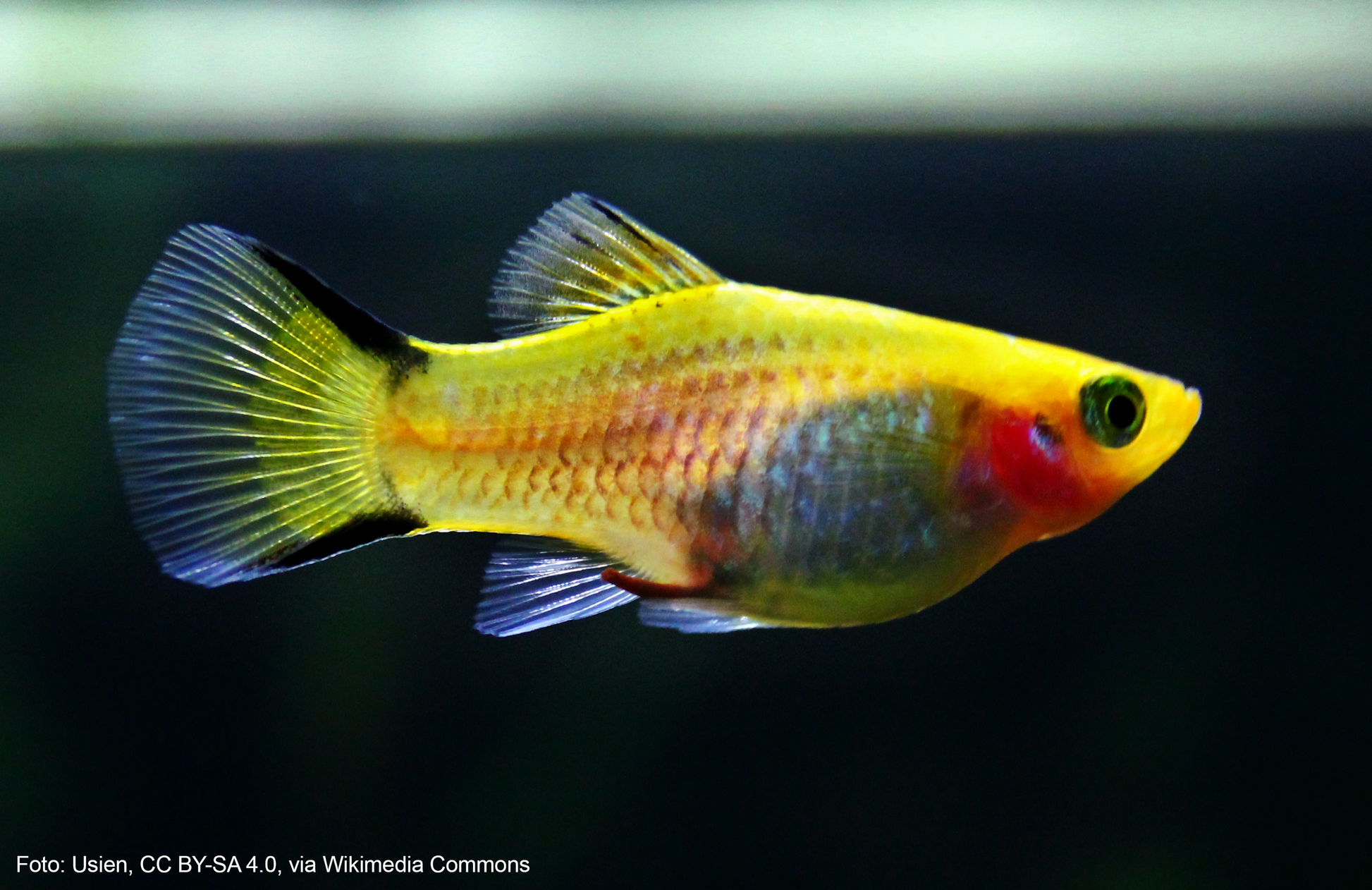 Sunset Platy (Xiphophorus maculatus)